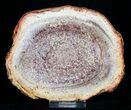 Petrified Tree Fern Wood Slab - Brazil #3271-1